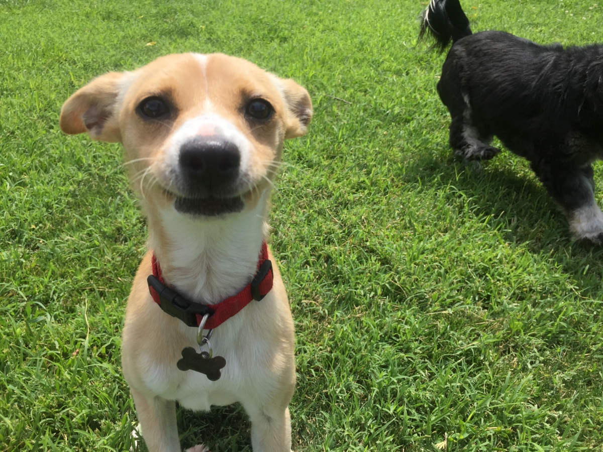 Gallery Family Operated Boarding Kennel For All Dog Breeds Huck