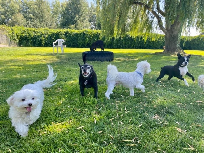 Gallery Family Operated Boarding Kennel For All Dog Breeds Huck