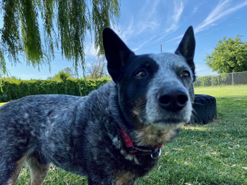 Gallery Family Operated Boarding Kennel For All Dog Breeds Huck