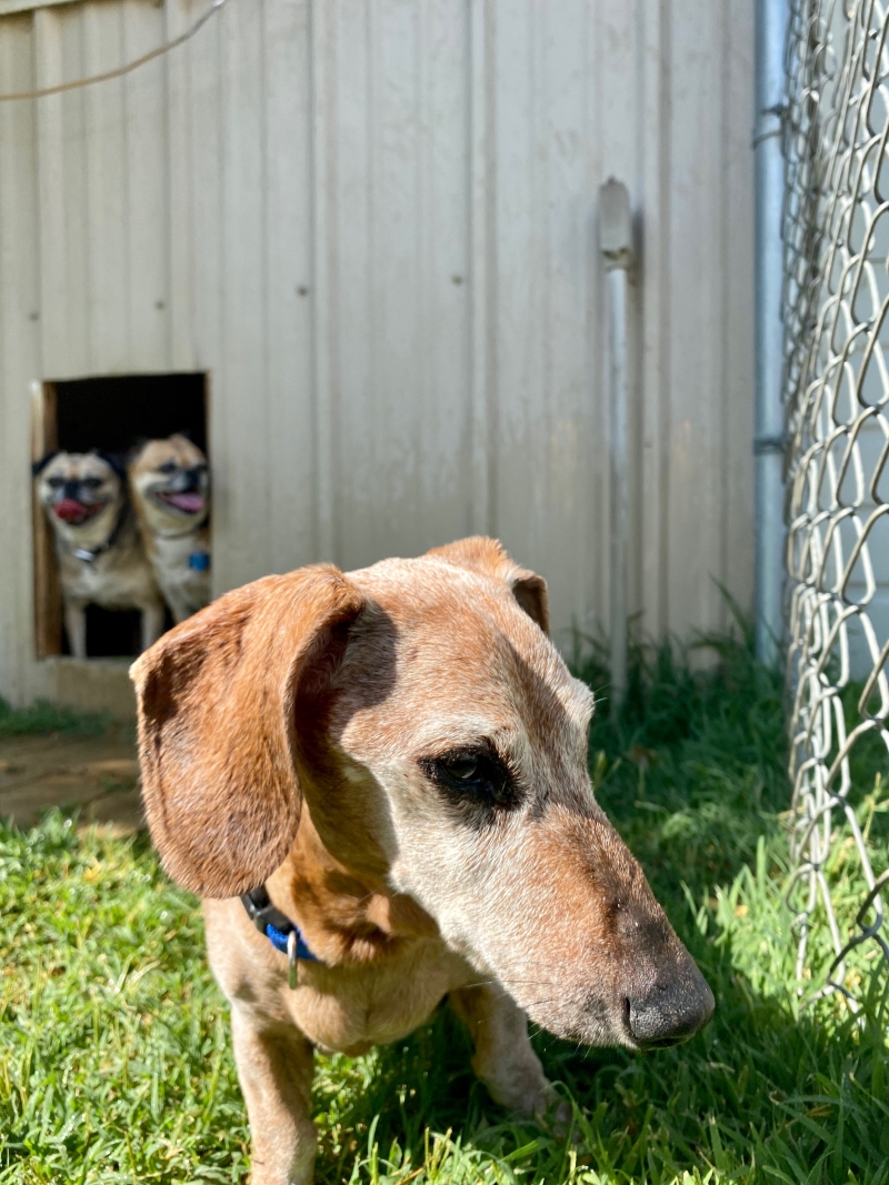 Gallery Family Operated Boarding Kennel For All Dog Breeds Huck