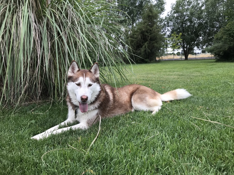 Gallery Family Operated Boarding Kennel For All Dog Breeds Huck