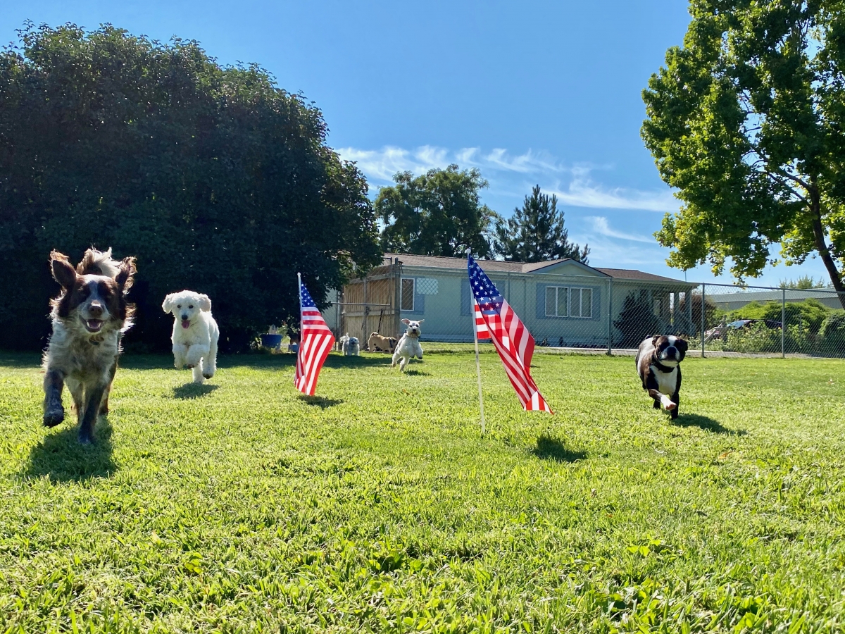 Gallery Family Operated Boarding Kennel For All Dog Breeds Huck