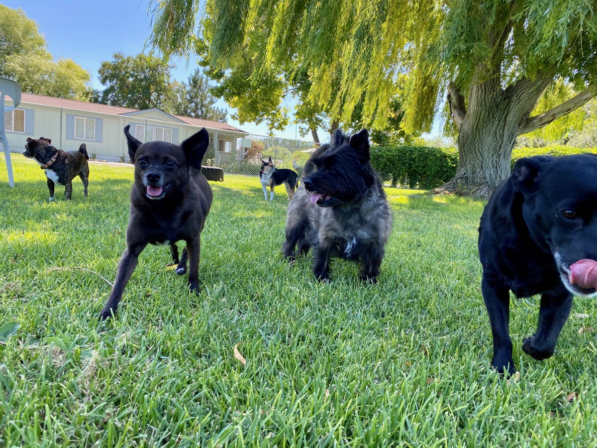 Gallery Family Operated Boarding Kennel For All Dog Breeds Huck