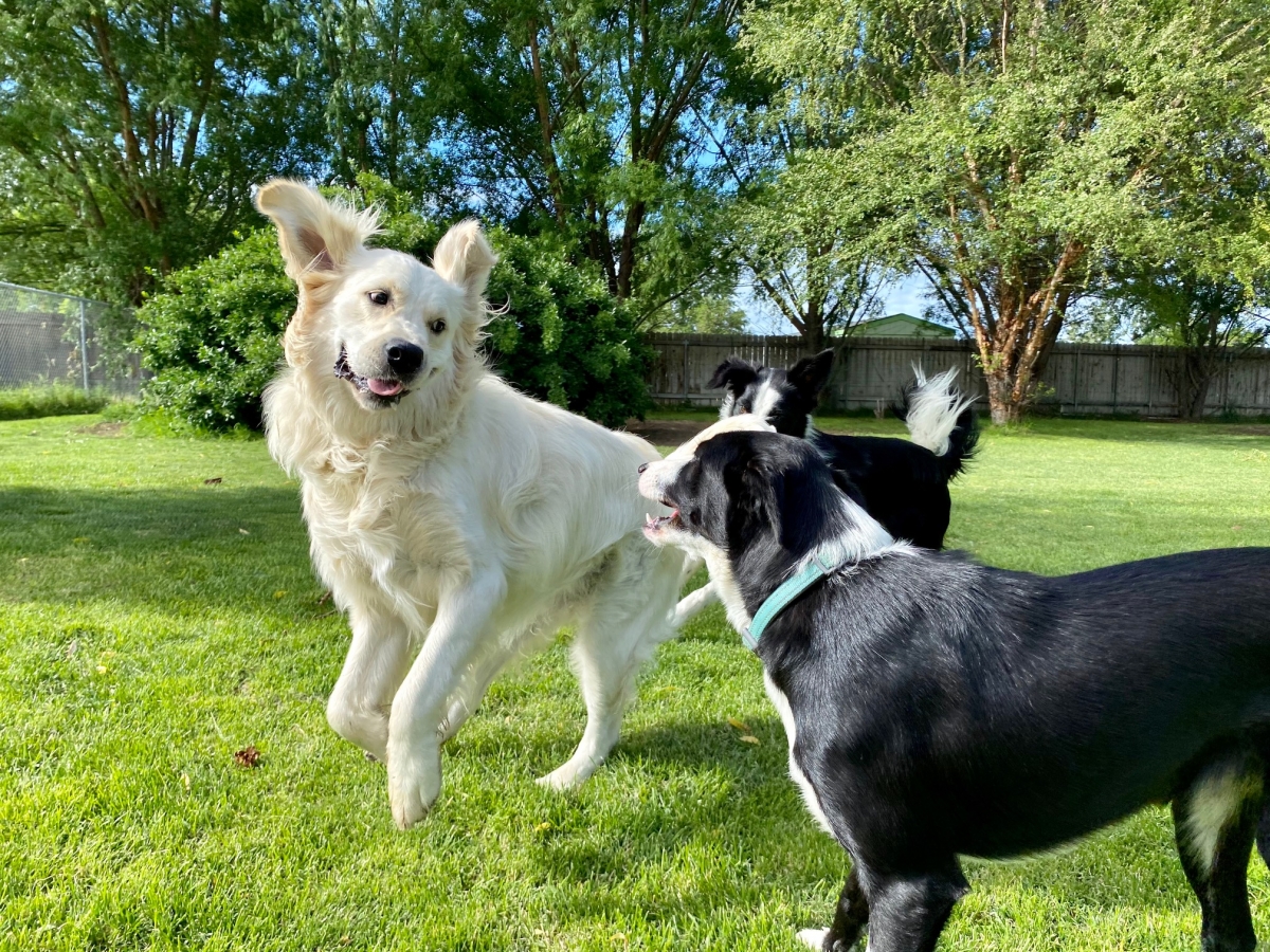 Gallery Family Operated Boarding Kennel For All Dog Breeds Huck