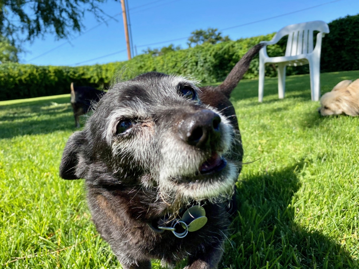 Gallery Family Operated Boarding Kennel For All Dog Breeds Huck Finn Kennels, Located in