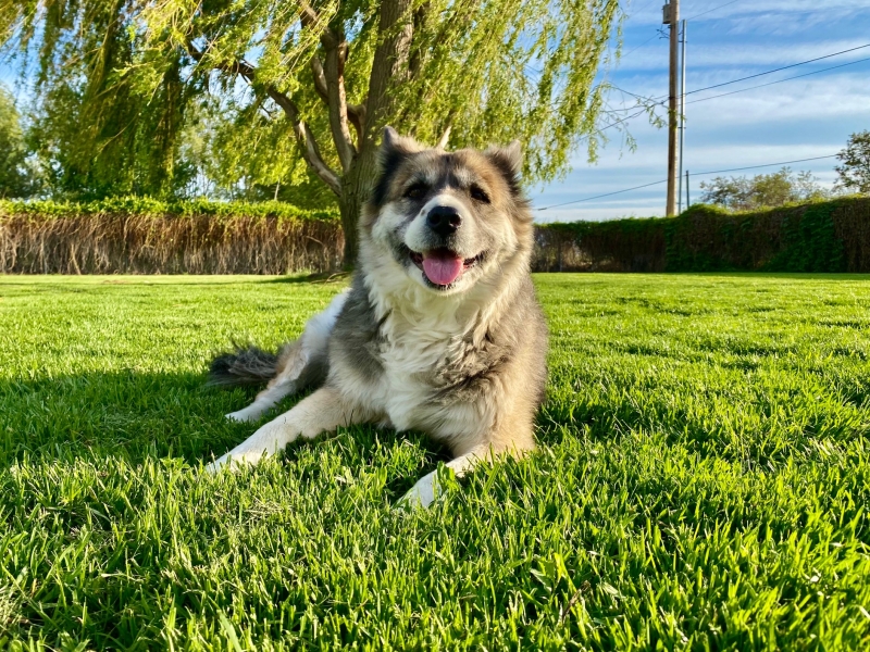Gallery Family Operated Boarding Kennel For All Dog Breeds Huck
