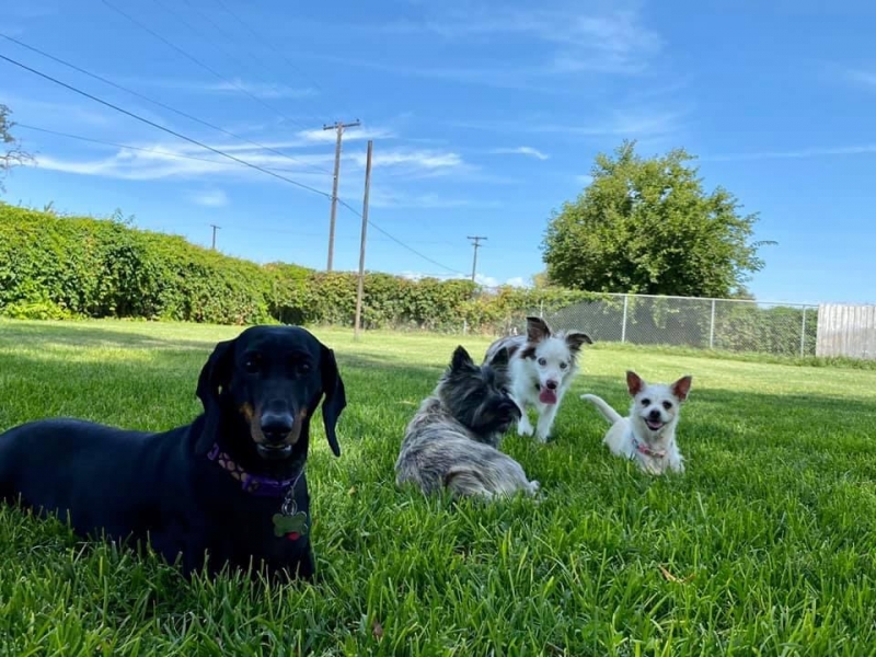 Gallery Family Operated Boarding Kennel For All Dog Breeds Huck