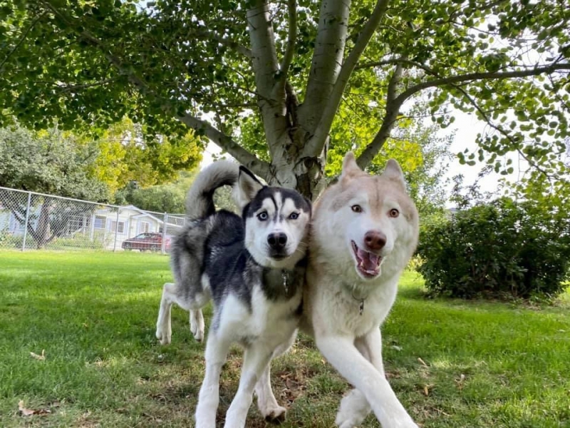 Gallery Family Operated Boarding Kennel For All Dog Breeds Huck