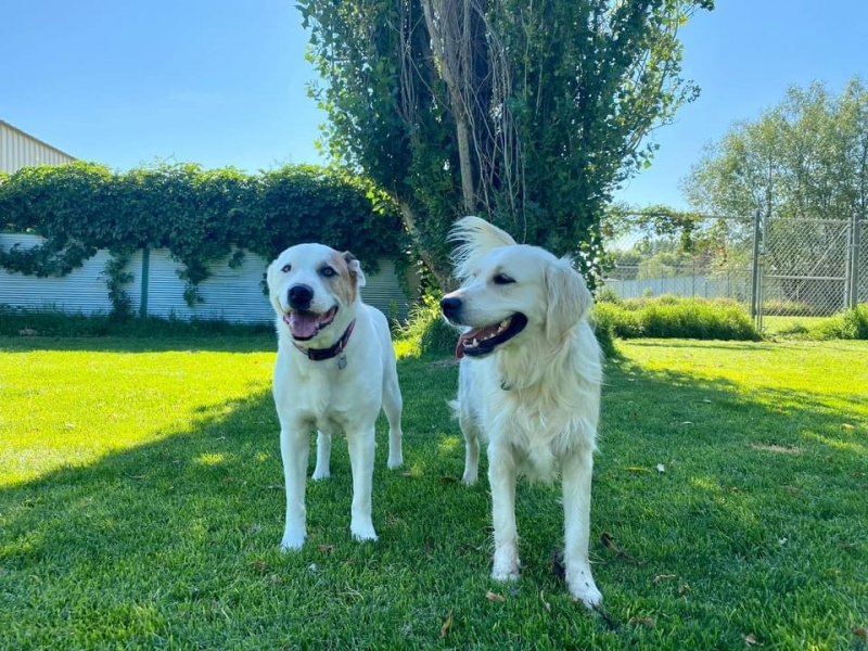 Gallery Family Operated Boarding Kennel For All Dog Breeds Huck