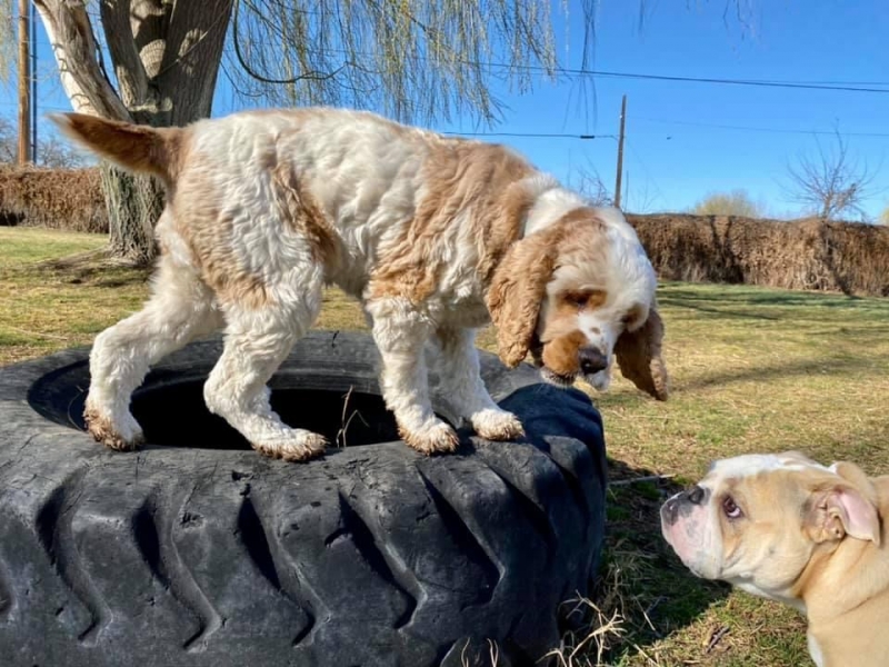 Gallery Family Operated Boarding Kennel For All Dog Breeds Huck