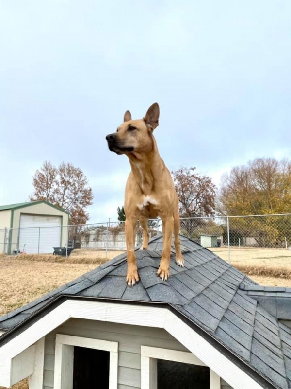 Gallery Family Operated Boarding Kennel For All Dog Breeds Huck