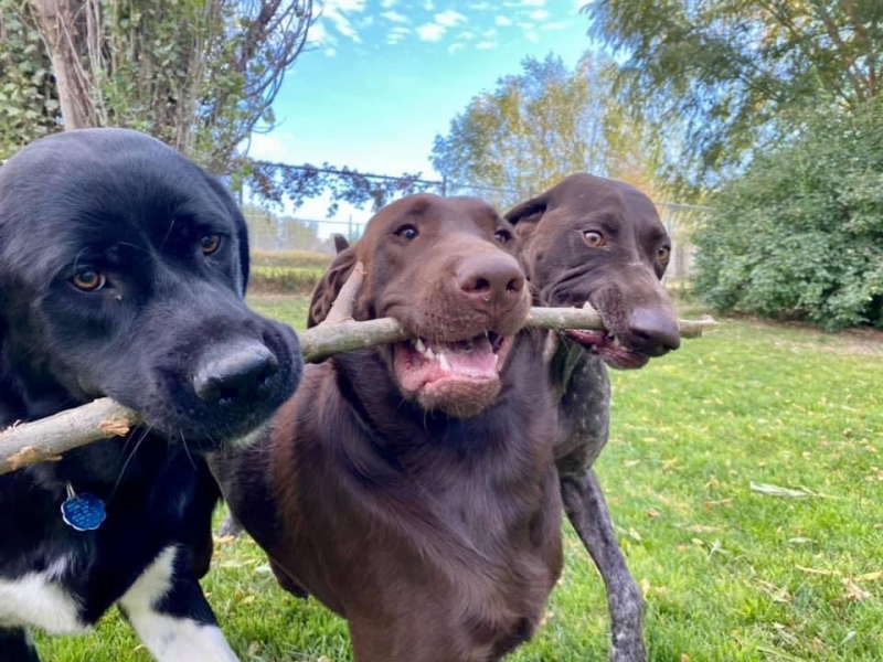 Gallery Family Operated Boarding Kennel For All Dog Breeds Huck